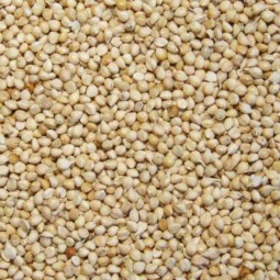 MILLET BLANC 25KG