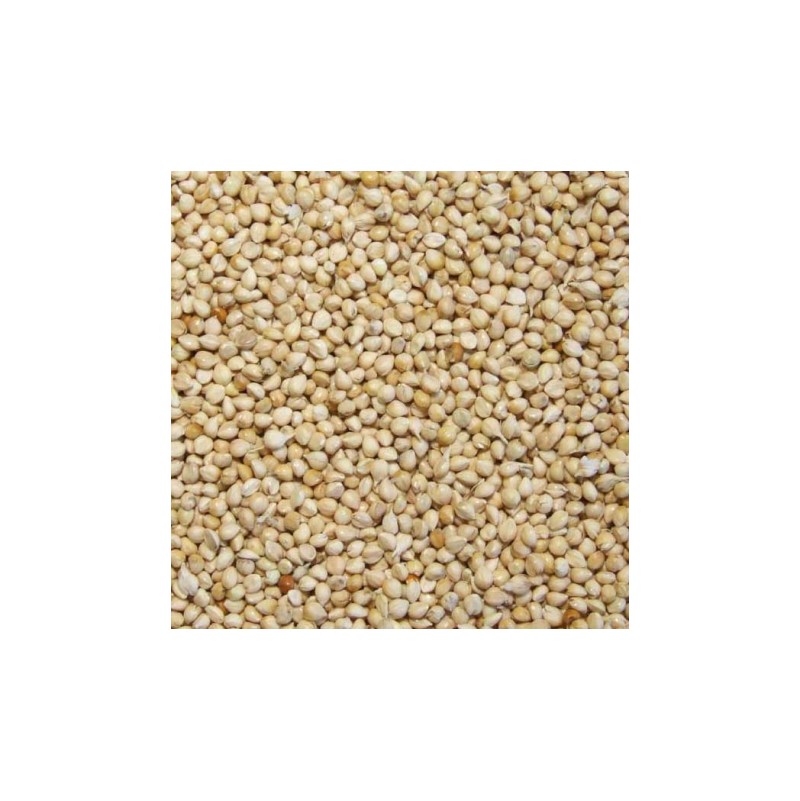 MILLET BLANC 25KG