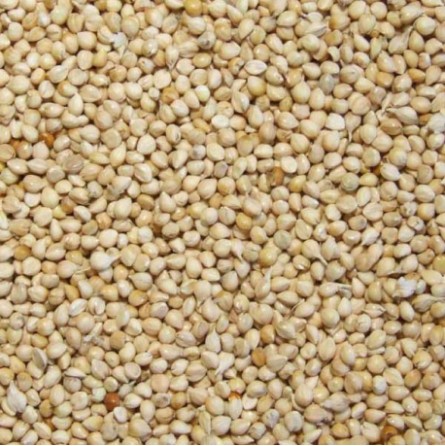 MILLET BLANC 25KG