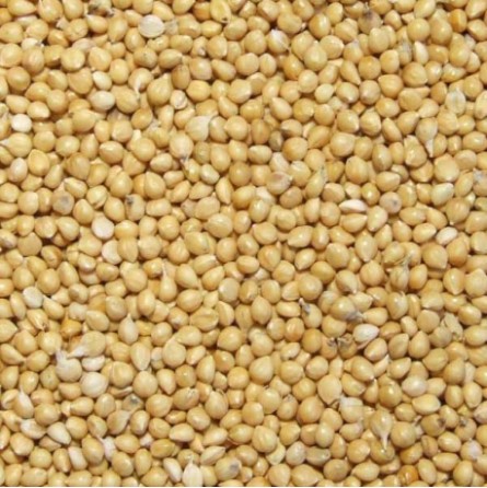 MILLET JAUNE 1KG