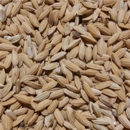 RIZ PADDY 20KG